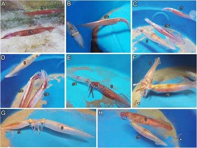 Behavior of “Intermediate” Males of the Dimorphic Squid Doryteuthis pleii Supports an Ontogenetic Expression of Alternative Phenotypes